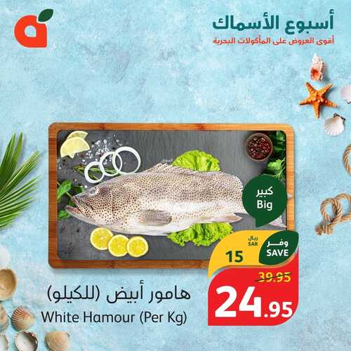 مهرجان الأسماك من بنده اليوم 1-3-2024 الموافق 21-8-1445 توفير شهر الخير 8 3241077649