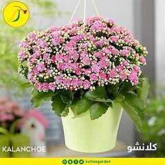 عروض حدائق السلطان اليوم 23 ديسمبر 2019 الموافق 26 ربيع الاخر 1441 13 2830905946